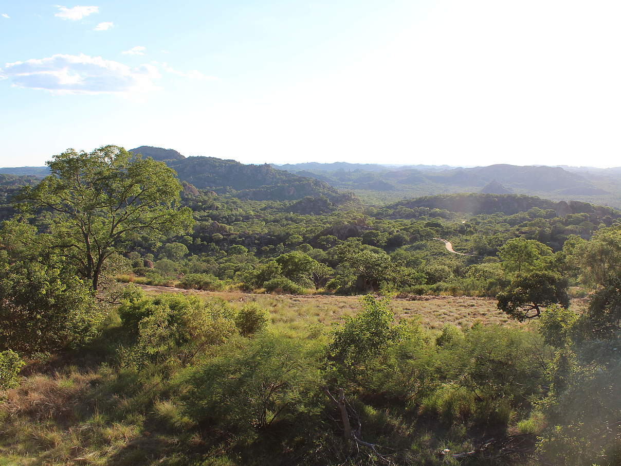 Waldlandschaft in Simbabwe © Philipp Goeltenboth / WWF