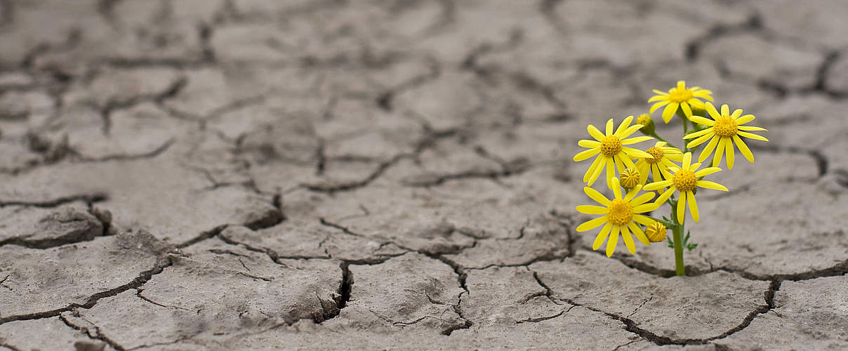 Blume trotzt der Dürre © Ion Barbu / iStock / Getty Images Plus