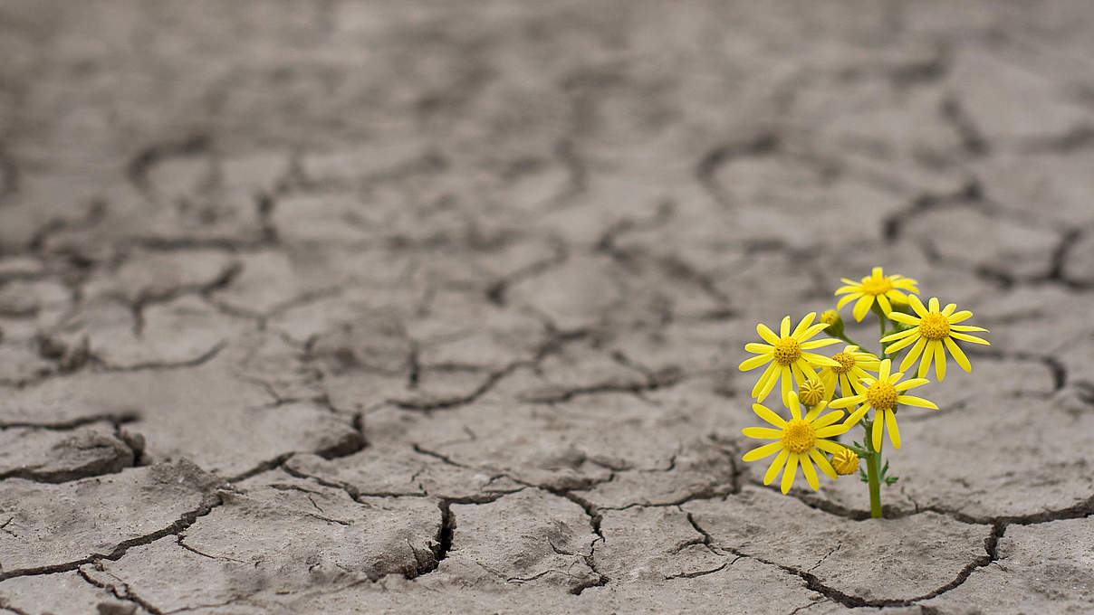 Blume trotzt der Dürre © Ion Barbu / iStock / Getty Images Plus