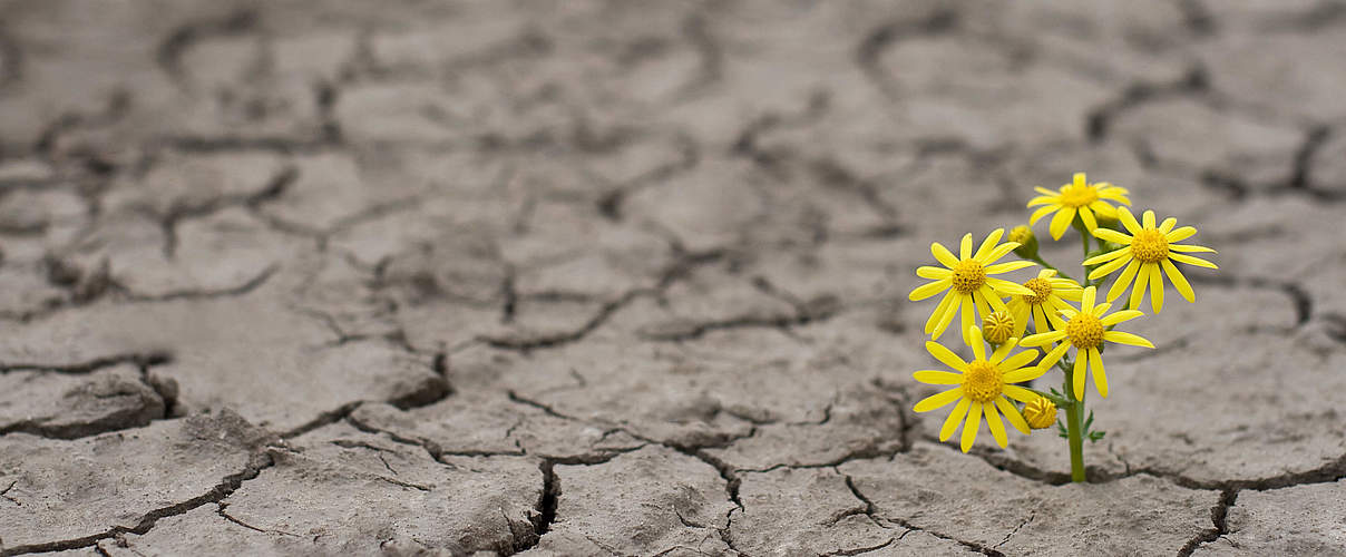 Blume trotzt der Dürre © Ion Barbu / iStock / Getty Images Plus