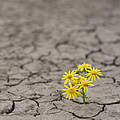 Blume trotzt der Dürre © Ion Barbu / iStock / Getty Images Plus