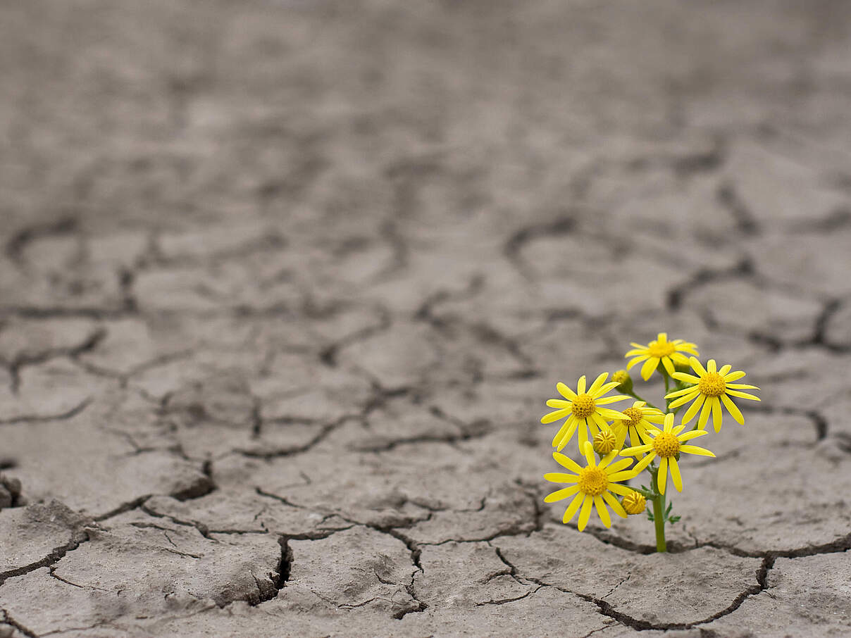 Blume trotzt der Dürre © Ion Barbu / iStock / Getty Images Plus