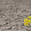 Blume trotzt der Dürre © Ion Barbu / iStock / Getty Images Plus
