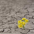 Blume trotzt der Dürre © Ion Barbu / iStock / Getty Images Plus