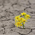Blume trotzt der Dürre © Ion Barbu / iStock / Getty Images Plus