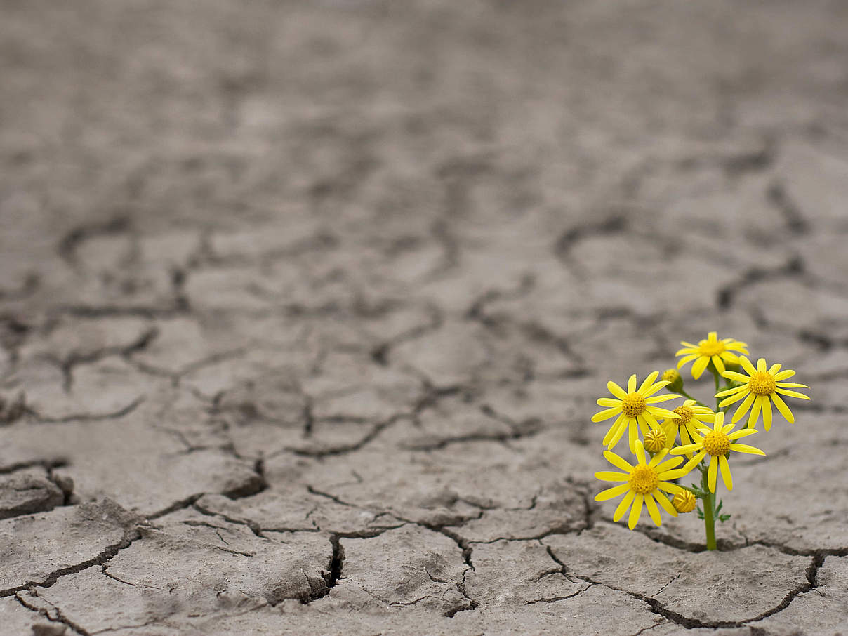 Blume trotzt der Dürre © Ion Barbu / iStock / Getty Images Plus