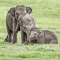 Drei junge Elefanten © Shutterstock
