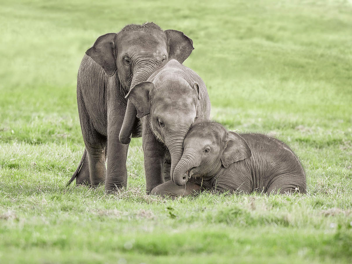 Drei junge Elefanten © Shutterstock