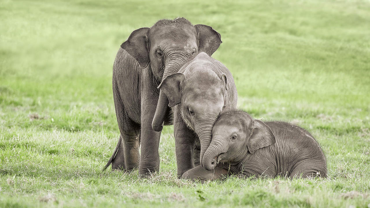 Drei junge Elefanten © Shutterstock