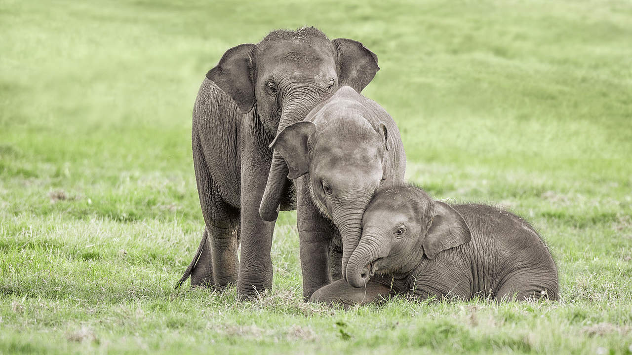 Drei junge Elefanten © Shutterstock