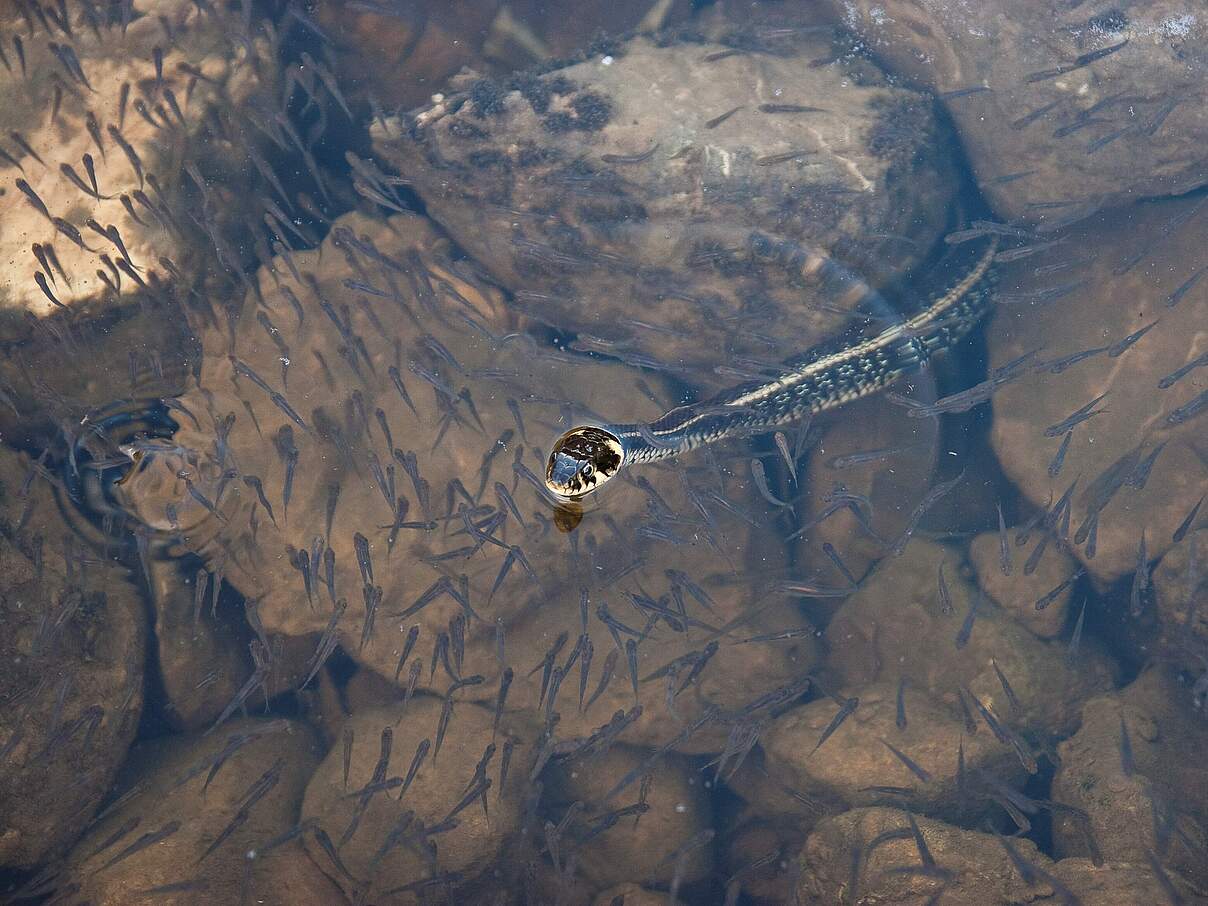 Ringelnatter im Wasser 