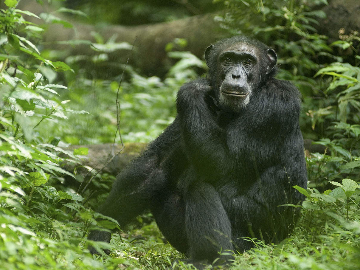 Schimpanse in Uganda © Steve Morello / WWF