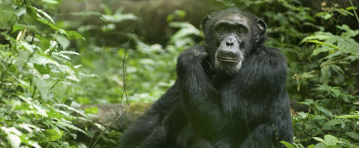Schimpanse in Uganda © Steve Morello / WWF