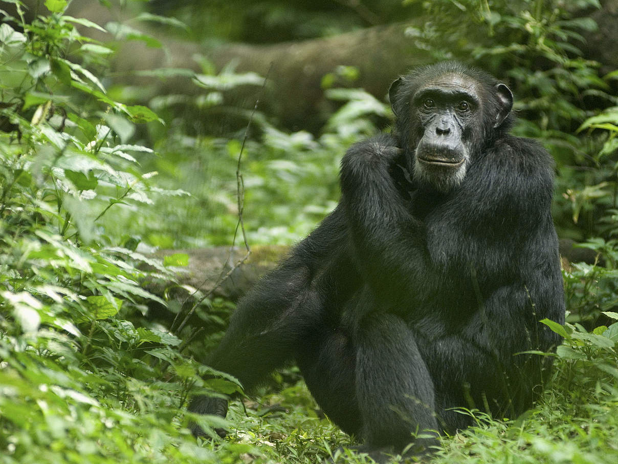 Schimpanse in Uganda © Steve Morello / WWF