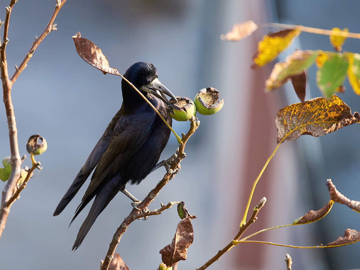 Turmvogel frisst Früchte am Baum