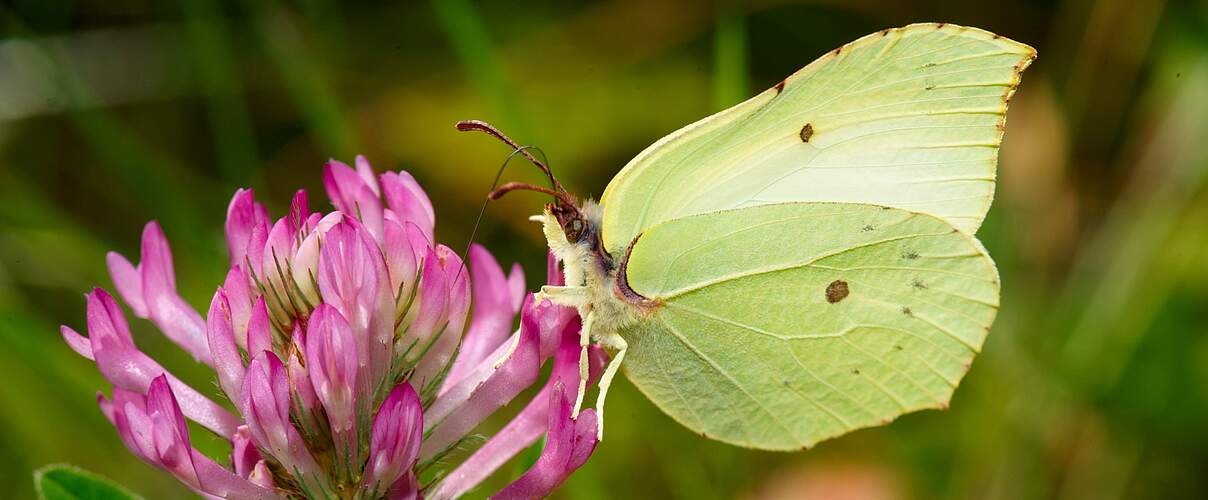 Zitronenfalter an einer Kleeblüte