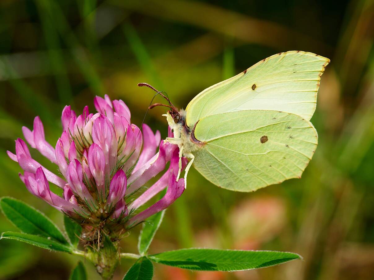 Zitronenfalter an einer Kleeblüte