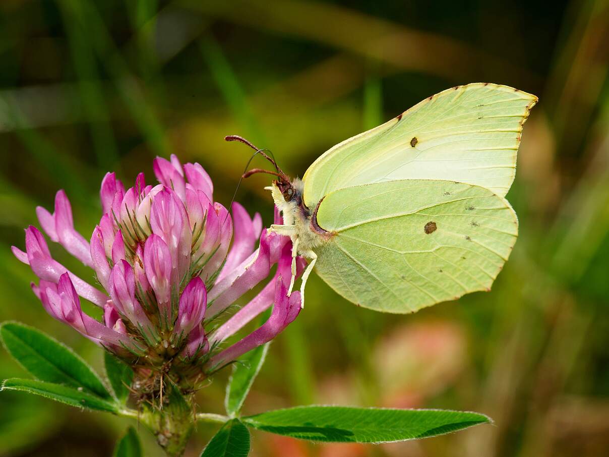 Zitronenfalter an einer Kleeblüte