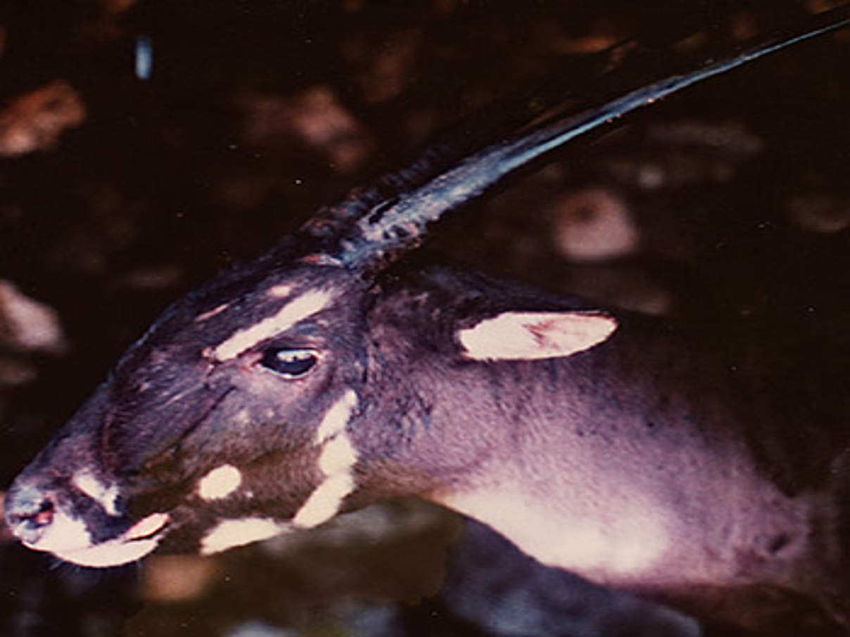 350 Saola c William Robichaud Das Saola-Waldrind