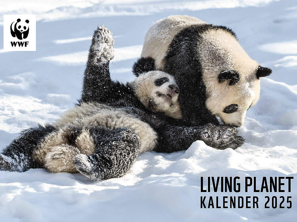 Living Planet Kalender 2025 Titelbild Panda © Kira Hofmann / picture alliance Living Planet Kalender 2025 Titelbild Panda © Kira Hofmann / picture alliance