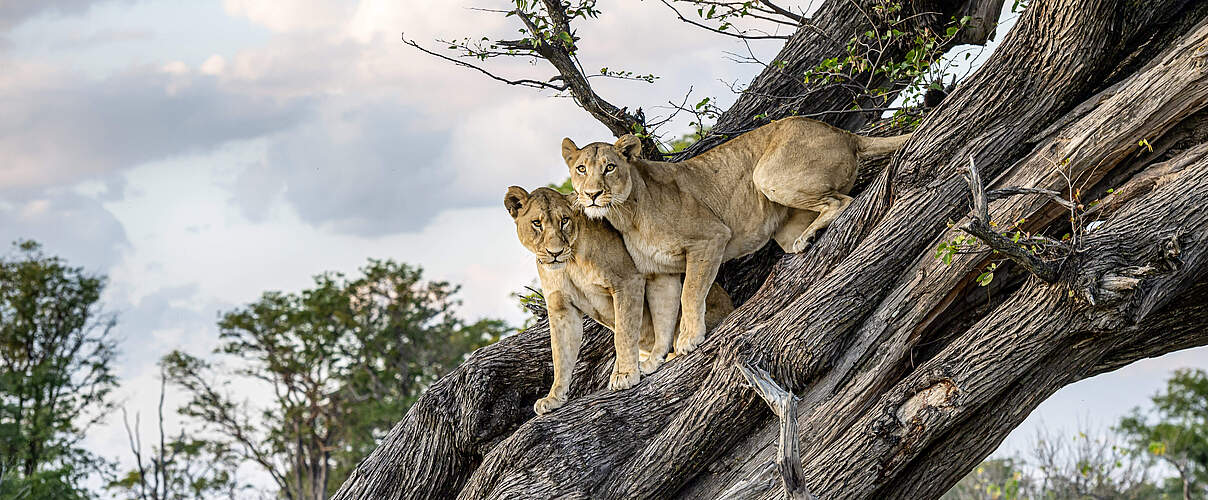Zwei Löwen im Moremi Game Reserve, Okavango Delta, Botswana