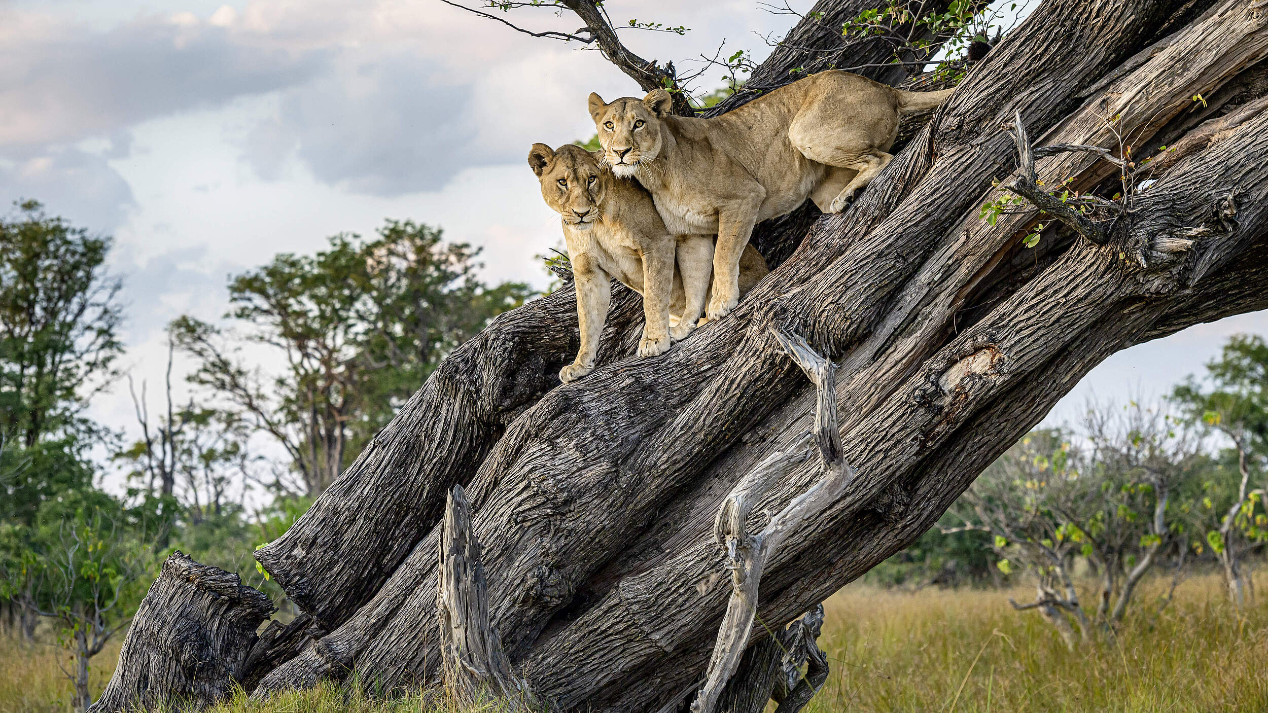 Loewen cover jahresbericht © iStock