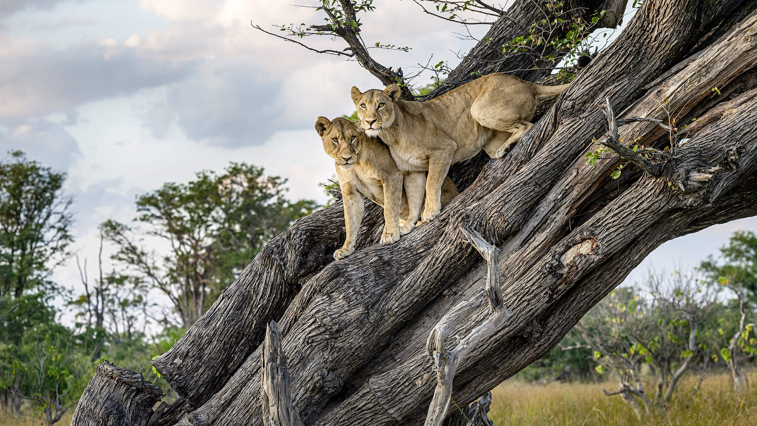 Zwei Löwen im Moremi Game Reserve, Okavango Delta, Botswana
