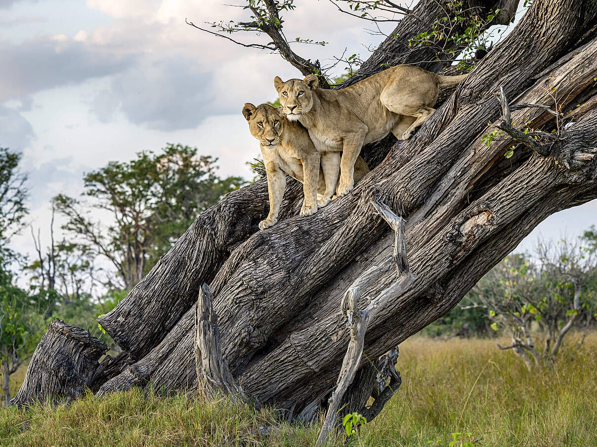 Loewen cover jahresbericht © iStock