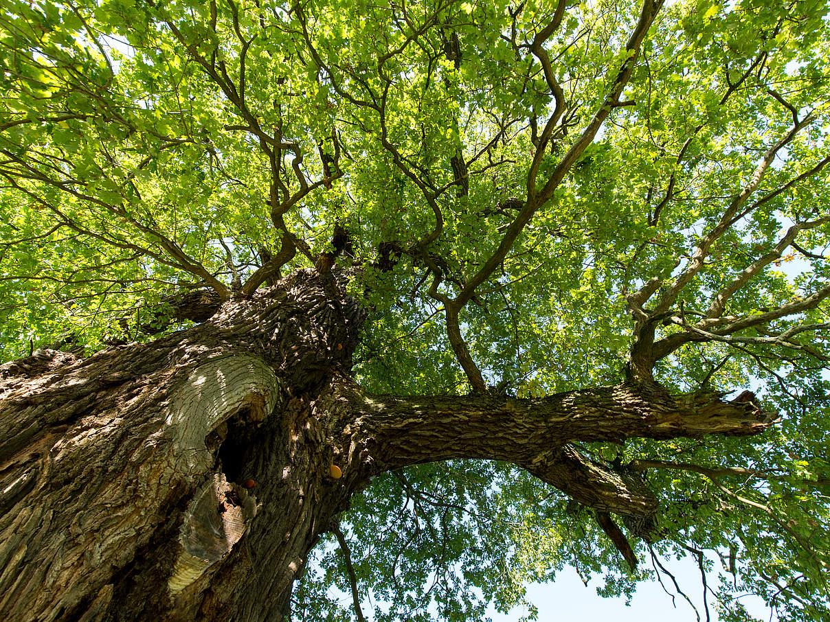 Baum an der Mittlere Elbe © Ralph Frank / WWF