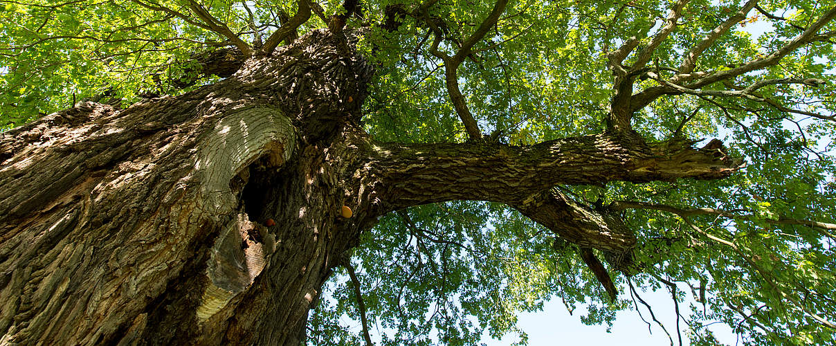 Baum an der Mittlere Elbe © Ralph Frank / WWF