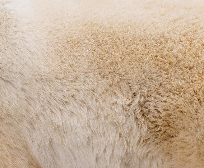 Eisbär-Fell © Elisabeth Kruger / WWF US