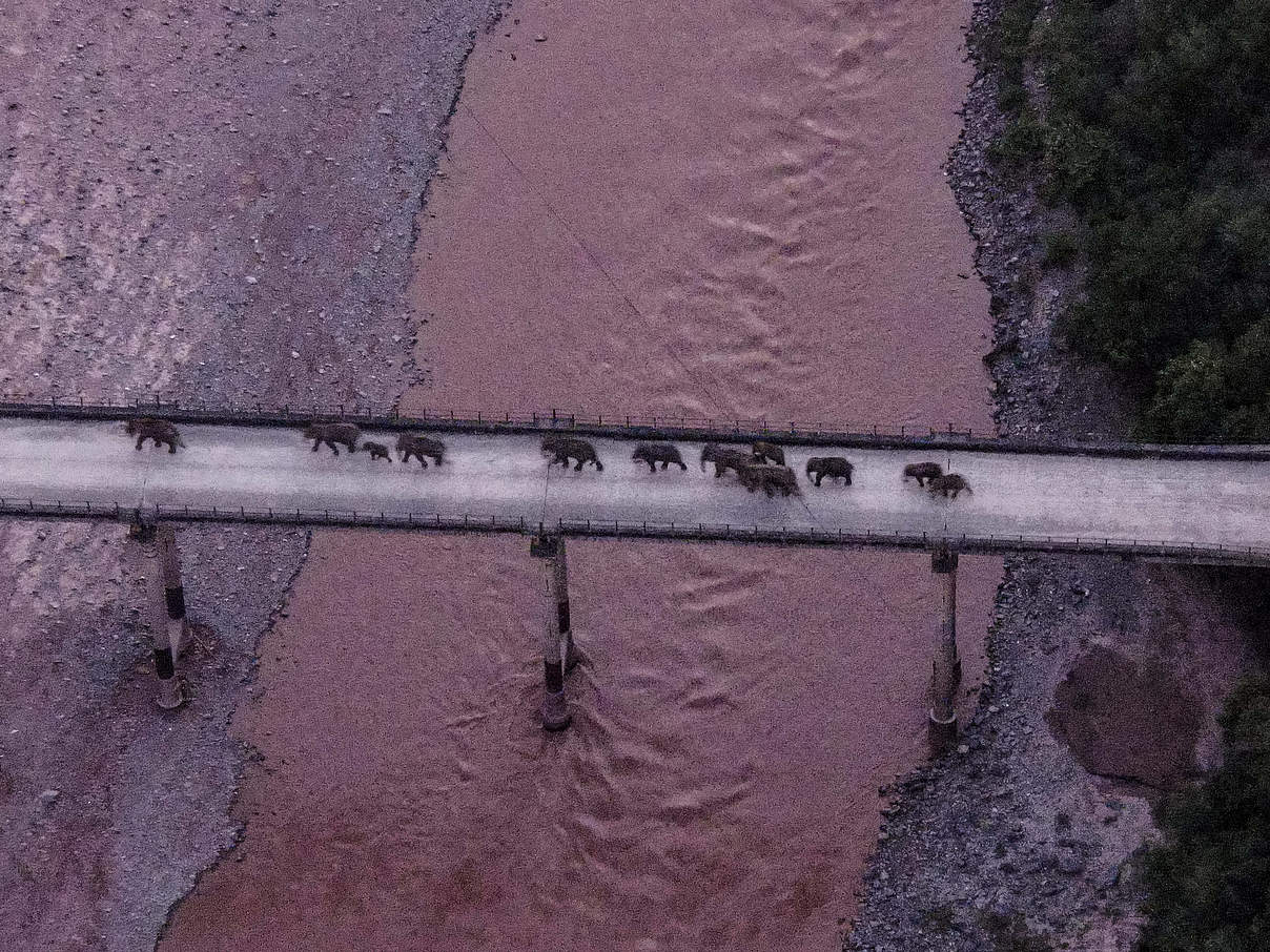 Die wandernde Elefantenherde in China ist auf dem Rückweg © imago xinhua jiang wenyao