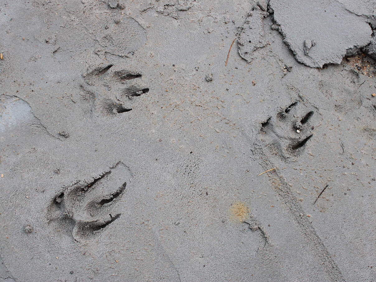 Fuchs-Spuren im Sand 