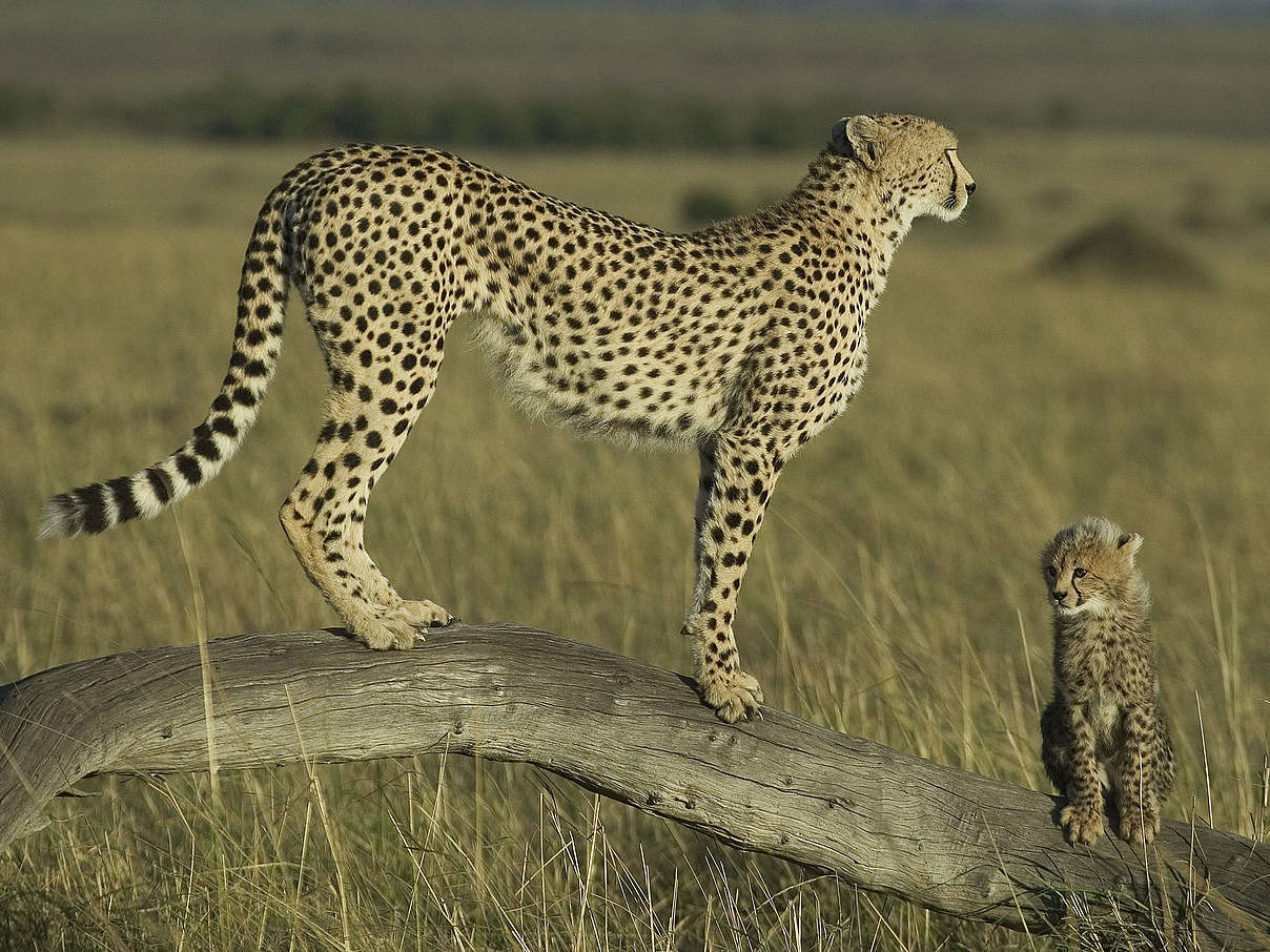 Gepard mit Nachwuchs © Roger Hooper / WWF
