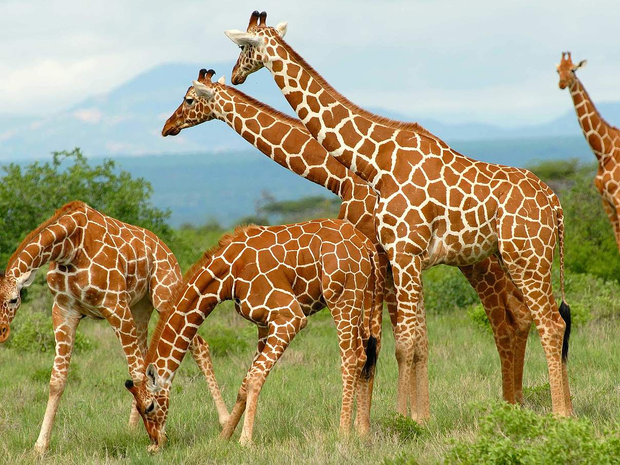 Giraffenfamilie auf Wanderung © Angela Carpinacci Francesco Lupi / WWF Italien