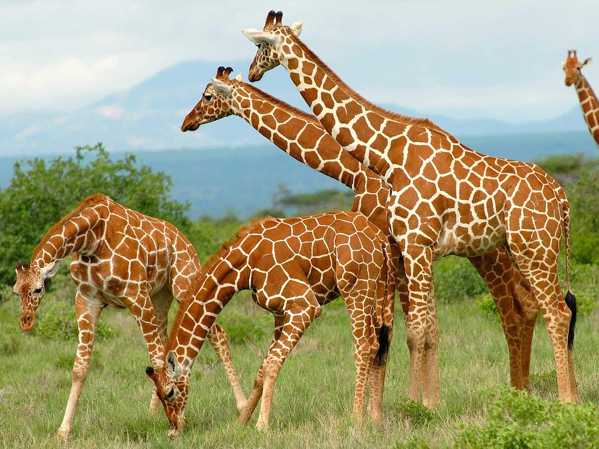 Giraffenfamilie auf Wanderung © Angela Carpinacci Francesco Lupi / WWF Italien