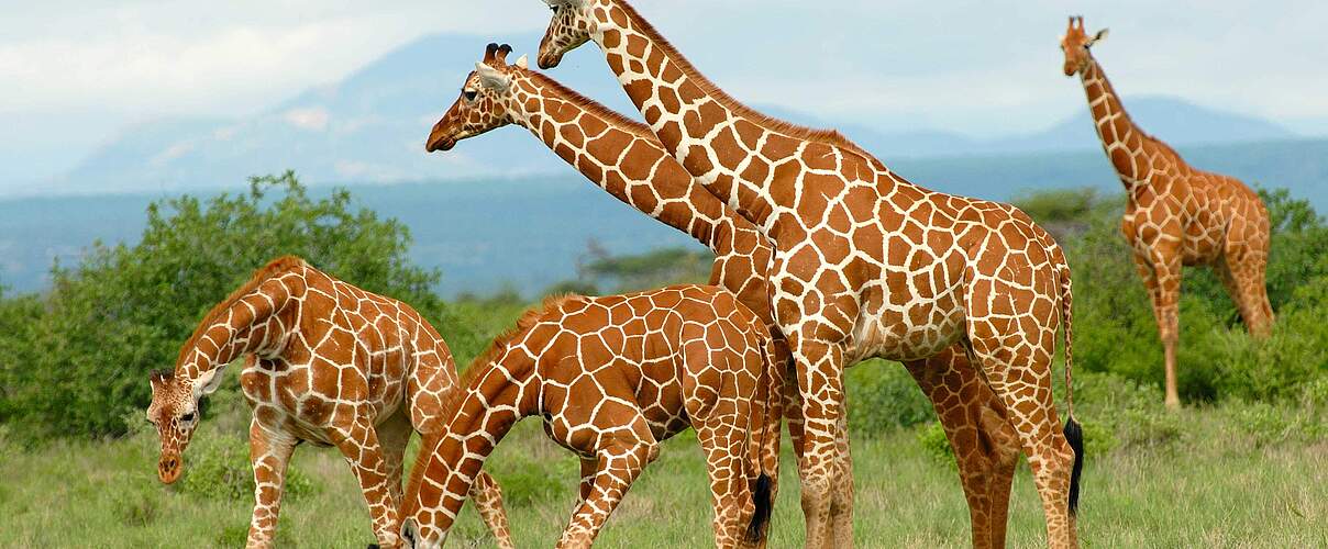 Giraffenfamilie auf Wanderung © Angela Carpinacci Francesco Lupi / WWF Italien