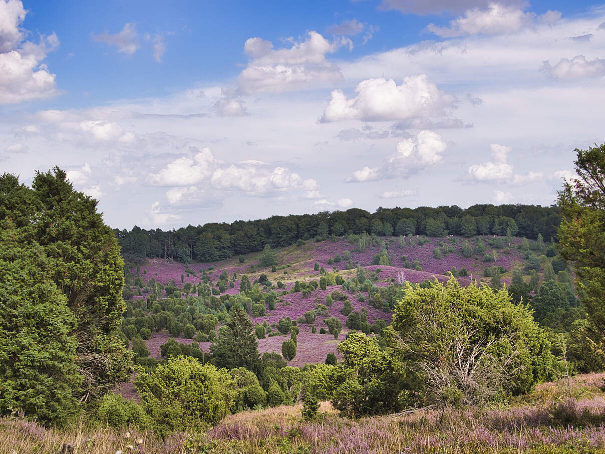 Lüneburger Heide mit Büschen