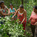 Frauen der Kooperative ernten Mateblätter im Regenwald © Sonja Ritter / WWF
