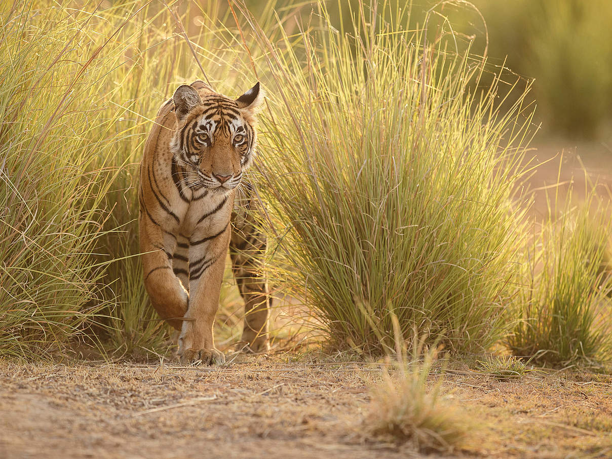Tiger im hohen Gras © PhotocechCZ / Shutterstock / WWF