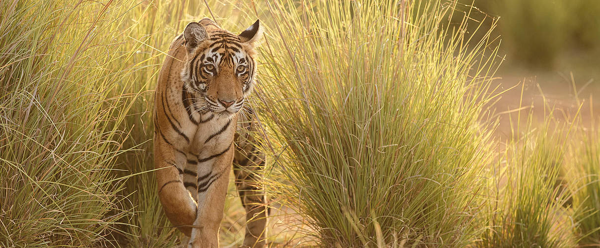 Tiger im hohen Gras © PhotocechCZ / Shutterstock / WWF