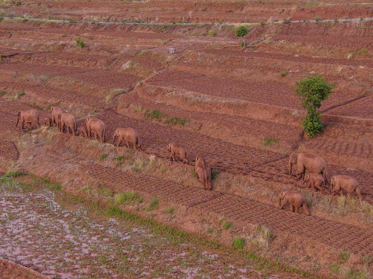 China, wandernde Elefanten-Herde auf über 500 Kilometer langem Marsch (210607) -- KUNMING, June 7, 2021 -- Aerial photo