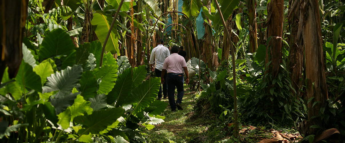 Bananenfarm in Kolumbien © Denis Ünver / WWF