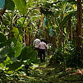 Bananenfarm in Kolumbien © Denis Ünver / WWF