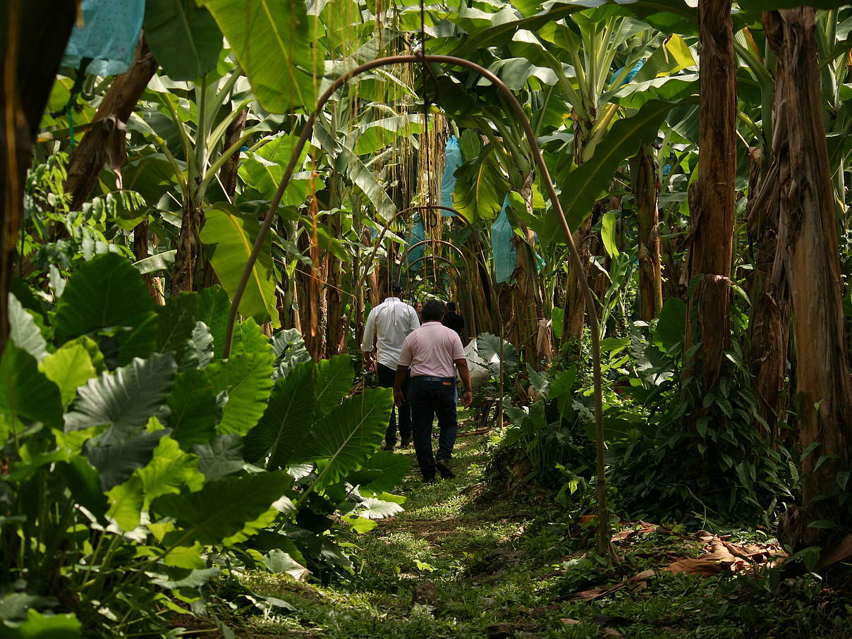 Bananenfarm in Kolumbien © Denis Ünver / WWF