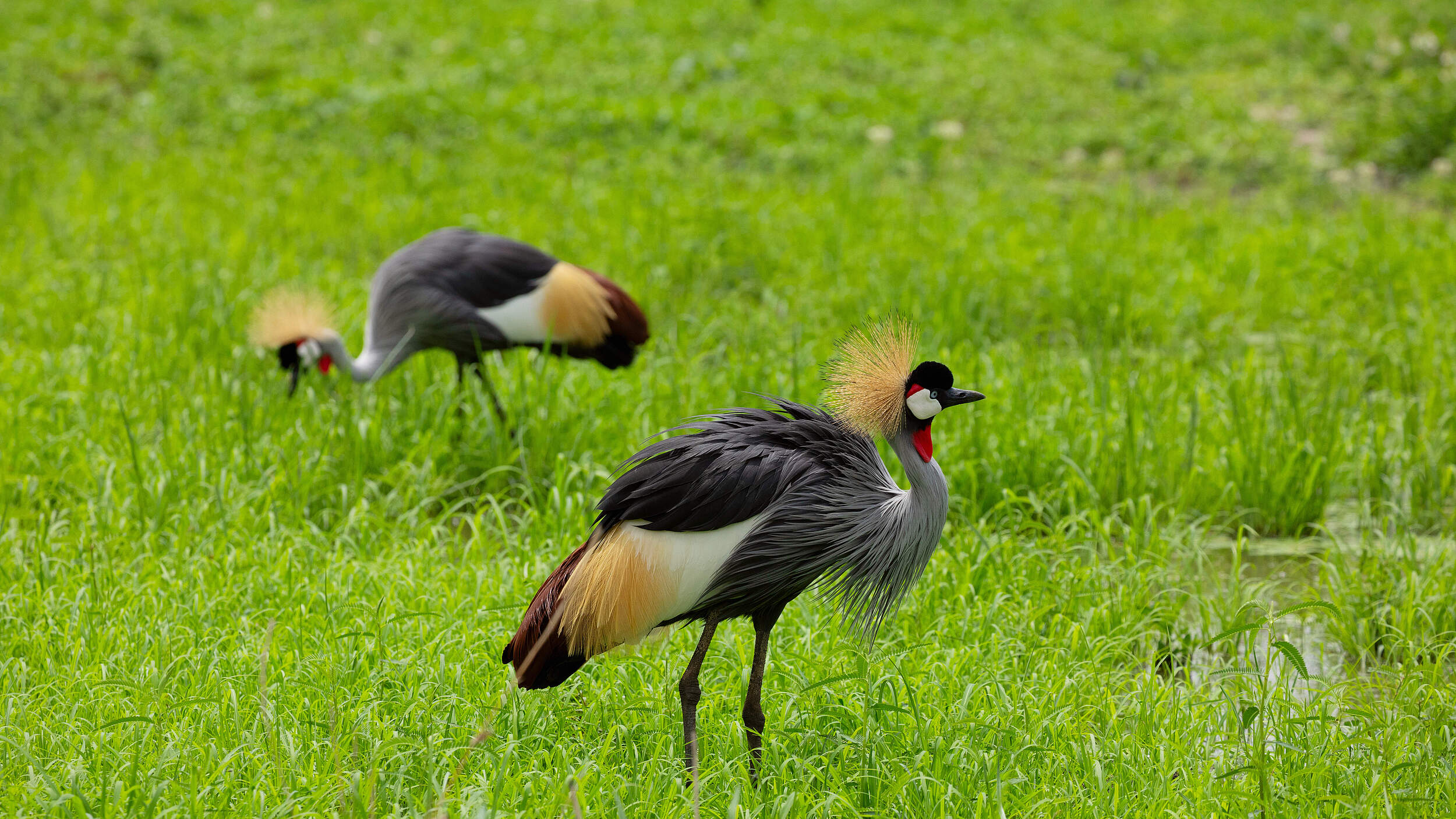 Kronenkraniche in Kenia.