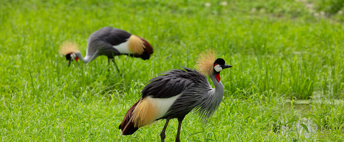 Kronenkraniche in Kenia.