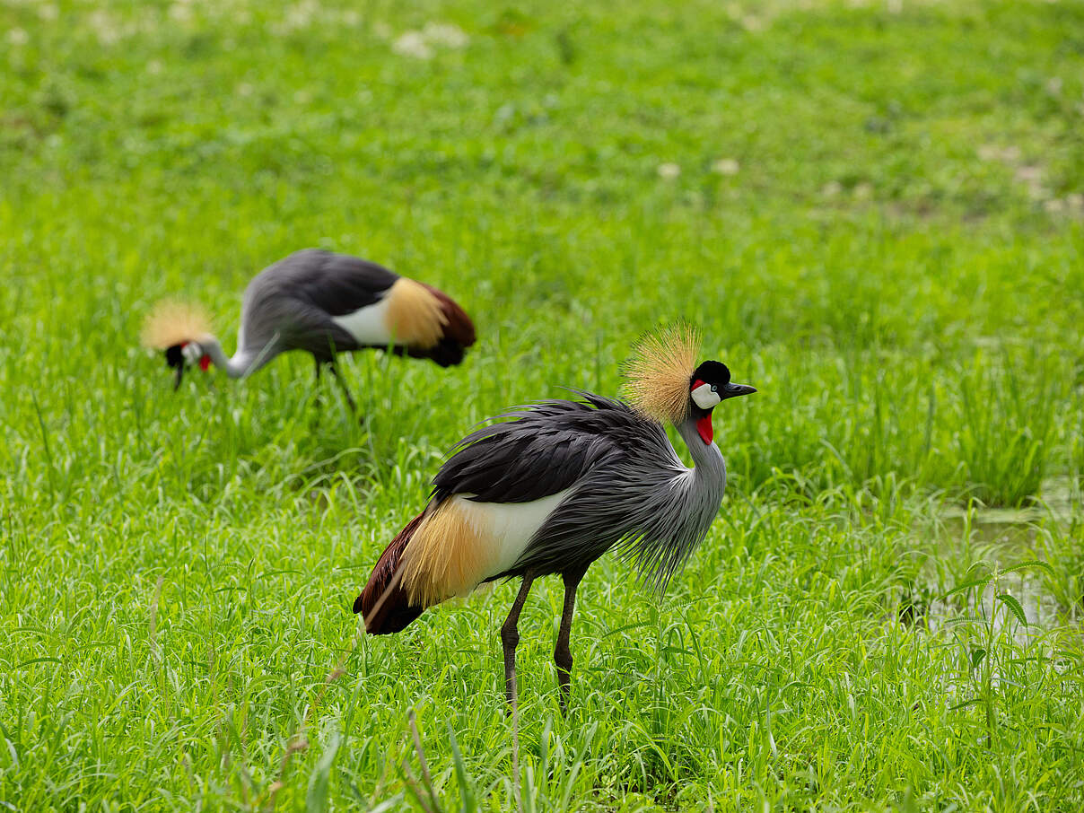 Kronenkraniche in Kenia.