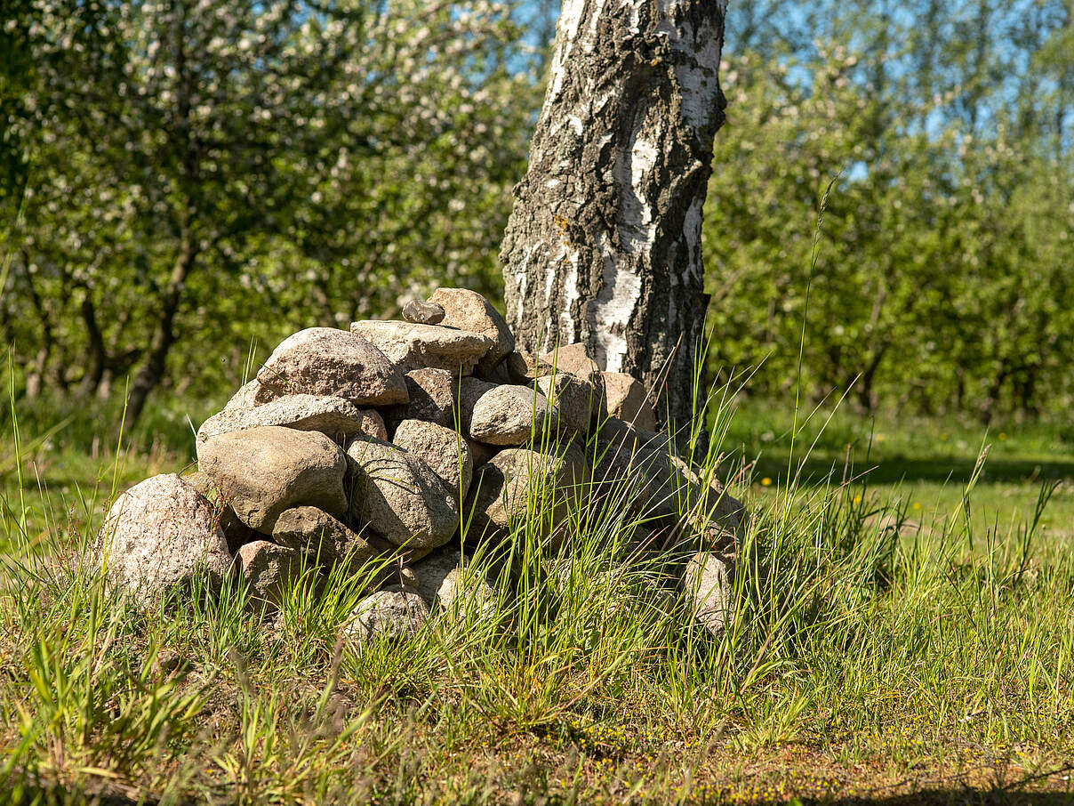 Ein Steinhaufen an einem Birkenbaumstamm, umgeben von grünen Bäumen.
