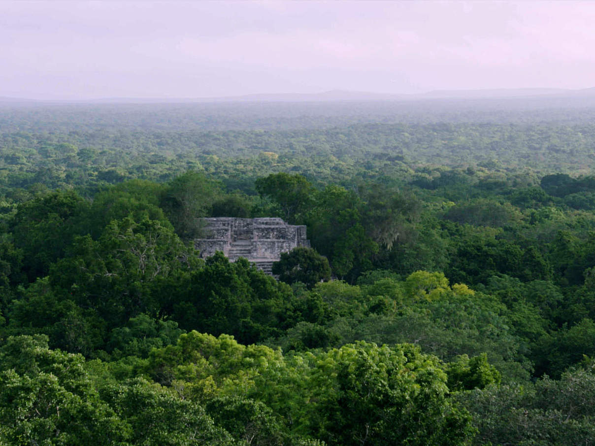 Maya-Wald © Reserva de la Biósfera de Calakmul / CONANP